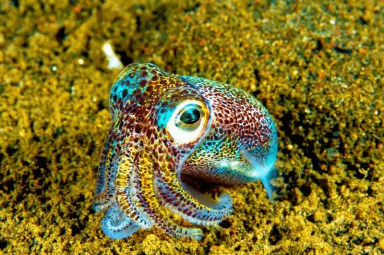 Squid